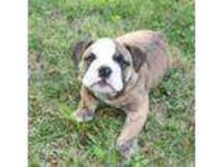 Olde English Bulldogge Puppy for sale in Angier, NC, USA