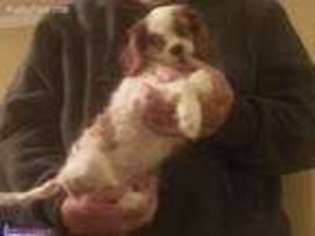 Cavalier King Charles Spaniel Puppy for sale in Stover, MO, USA