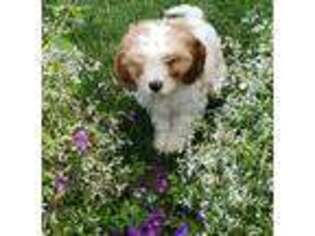 Cavapoo Puppy for sale in Decatur, IN, USA
