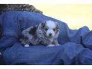 Miniature Australian Shepherd Puppy for sale in Normangee, TX, USA