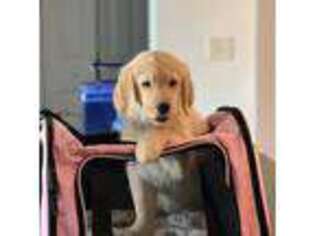 Golden Retriever Puppy for sale in Roanoke, TX, USA
