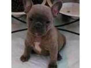 French Bulldog Puppy for sale in Madison Heights, VA, USA