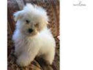 Bolognese Puppy for sale in Phoenix, AZ, USA