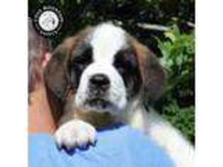 Saint Bernard Puppy for sale in Hagerstown, MD, USA