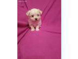 Maltese Puppy for sale in Summer Shade, KY, USA