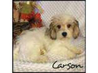 Cavachon Puppy for sale in Kokomo, MS, USA