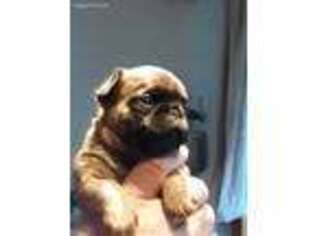 Brussels Griffon Puppy for sale in Oakland, OR, USA