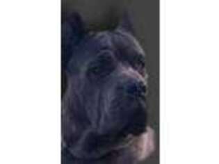 Medium Photo #1 Cane Corso Puppy For Sale in Hornell, NY, USA