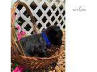 Scottish Terrier Puppy for sale in Indianapolis, IN, USA