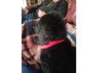 Medium Photo #1 Goldendoodle Puppy For Sale in Cranston, RI, USA