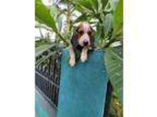 Beagle Puppy for sale in Lynwood, CA, USA