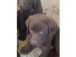 Labrador Retriever Puppy for sale in Free Union, VA, USA