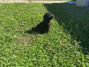 Labradoodle Puppy for sale in Madison Heights, VA, USA