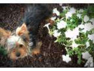 Yorkshire Terrier Puppy for sale in ADA, OK, USA