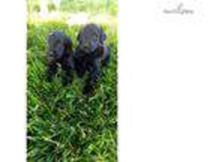 Labradoodle Puppy for sale in Portland, OR, USA