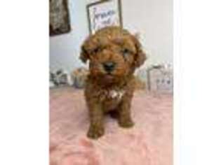Goldendoodle Puppy for sale in Effingham, IL, USA