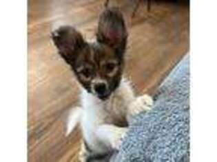 Papillon Puppy for sale in Beech Grove, IN, USA