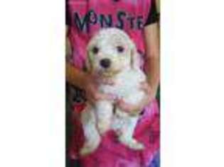 Goldendoodle Puppy for sale in Kingfisher, OK, USA
