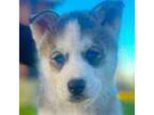Siberian Husky Puppy for sale in Yukon, OK, USA