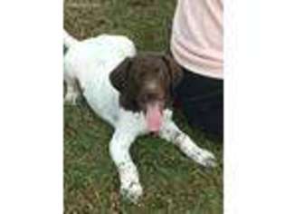 German Shorthaired Pointer Puppy for sale in Auburn, IN, USA