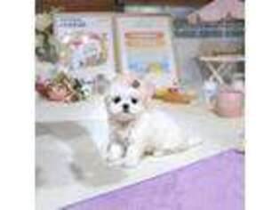 Maltese Puppy for sale in Garden Grove, CA, USA