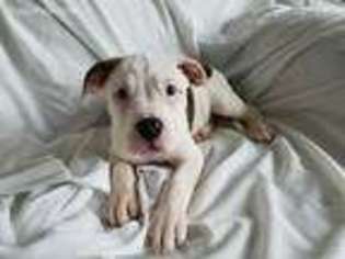 American Bulldog Puppy for sale in Ashland, OH, USA