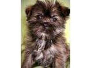 Shorkie Tzu Puppy for sale in Stafford Springs, CT, USA