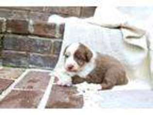 Australian Shepherd Puppy for sale in Charlestown, IN, USA