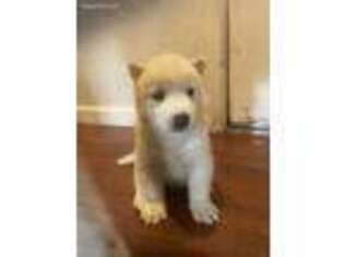 Siberian Husky Puppy for sale in Citrus Heights, CA, USA