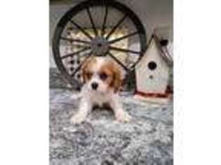 Cavalier King Charles Spaniel Puppy for sale in Indianapolis, IN, USA