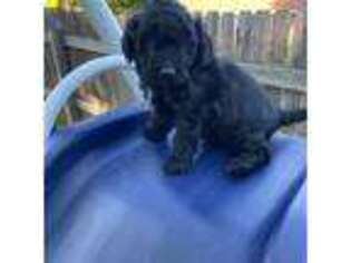Goldendoodle Puppy for sale in Atchison, KS, USA