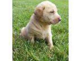 Labrador Retriever Puppy for sale in Lumber Bridge, NC, USA