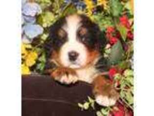 Bernese Mountain Dog Puppy for sale in Antlers, OK, USA