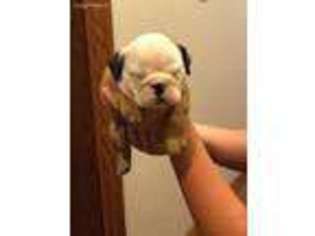 Bulldog Puppy for sale in Castlewood, VA, USA