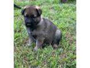 German Shepherd Dog Puppy for sale in Spanishburg, WV, USA