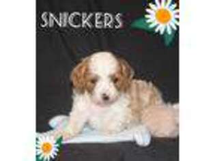 Cavapoo Puppy for sale in Stevens, PA, USA