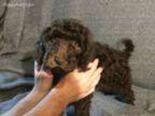 Labradoodle Puppy for sale in Blanca, CO, USA