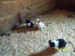 Miniature Australian Shepherd Puppy for sale in Loysville, PA, USA
