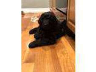 Goldendoodle Puppy for sale in Huntington Station, NY, USA