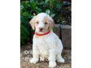 Mutt Puppy for sale in Madison, TN, USA