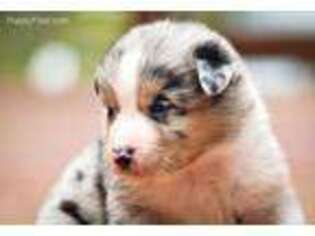 Australian Shepherd Puppy for sale in Battle Ground, WA, USA