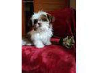 Mutt Puppy for sale in Purlear, NC, USA