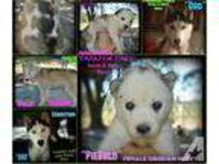 Siberian Husky Puppy for sale in PENSACOLA, FL, USA