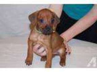Rhodesian Ridgeback Puppy for sale in NEW CANEY, TX, USA