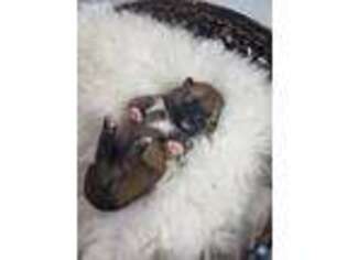 Shiba Inu Puppy for sale in Tarentum, PA, USA
