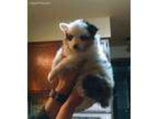 Miniature Australian Shepherd Puppy for sale in Hudsonville, MI, USA