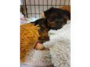Yorkshire Terrier Puppy for sale in Juliette, GA, USA