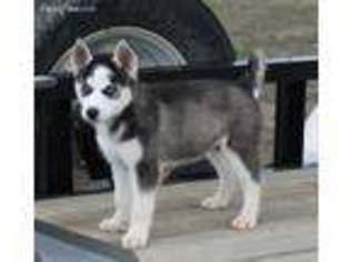 Siberian Husky Puppy for sale in Carlsbad, NM, USA