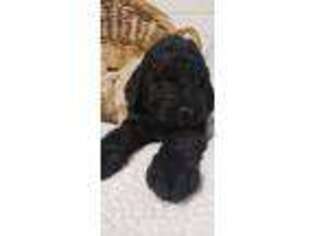 Goldendoodle Puppy for sale in White Cloud, MI, USA