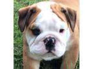 Bulldog Puppy for sale in Lancaster, TX, USA